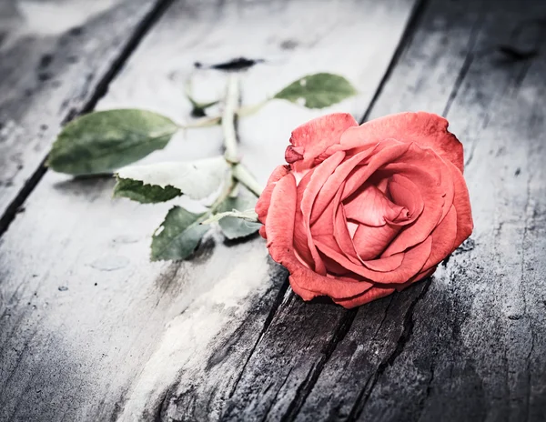 Red rose, vintage love theme — Stock Photo, Image