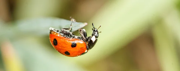 Ladybird Stockfoto