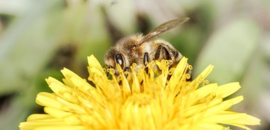 Arı (apis mellifera)