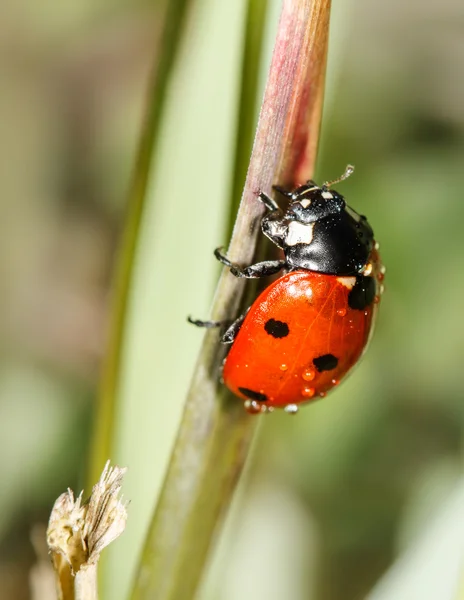 Coccinella — Foto Stock