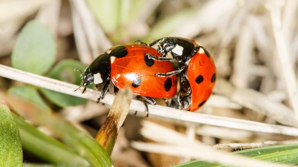 Coccinella insetti coppia accoppiamento — Foto Stock