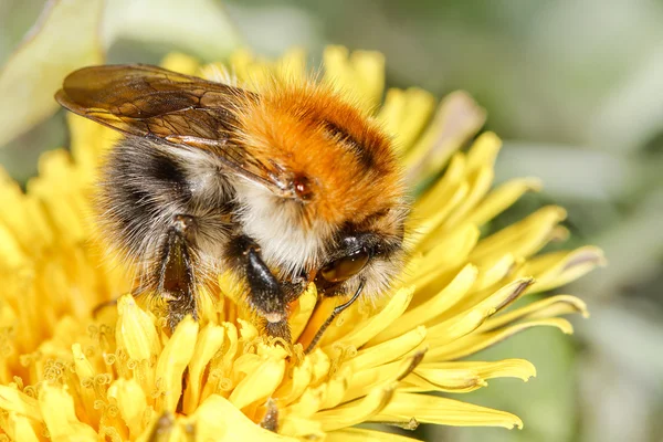 普通干部蜜蜂 (熊蜂 pascuorum) 图库图片