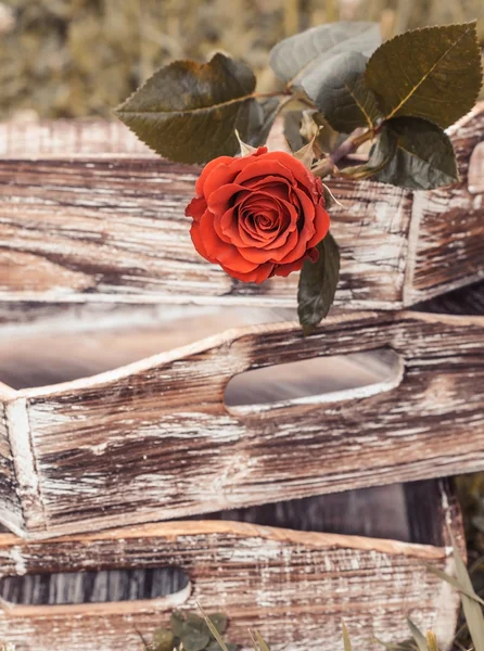Ročník růže — Stock fotografie