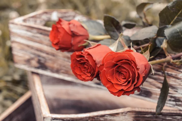 Vintage roses — Stock Photo, Image