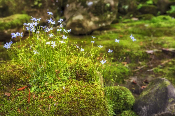 Kriechende blaue Blumen und Moos auf einem Felsen — Stockfoto