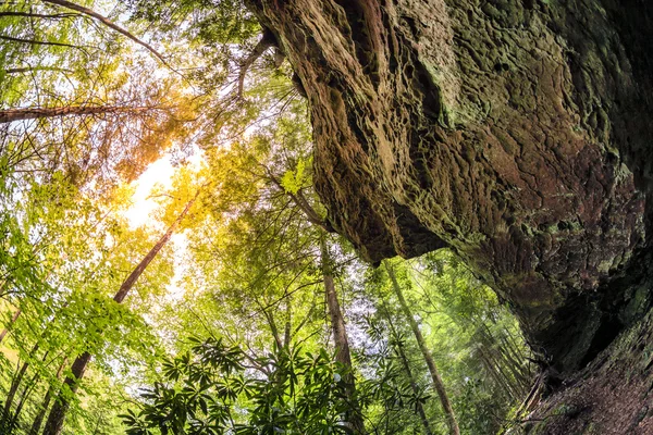 Известняковая скала и деревья в лесу — стоковое фото