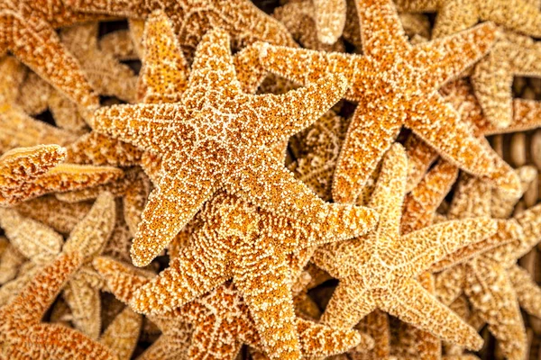 Hatıra Eşyası olarak satışa starfishes — Stok fotoğraf