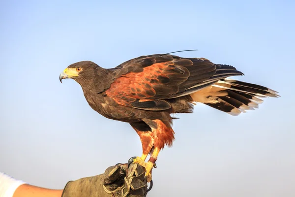 Harris Hawk na luva de um treinador — Fotografia de Stock