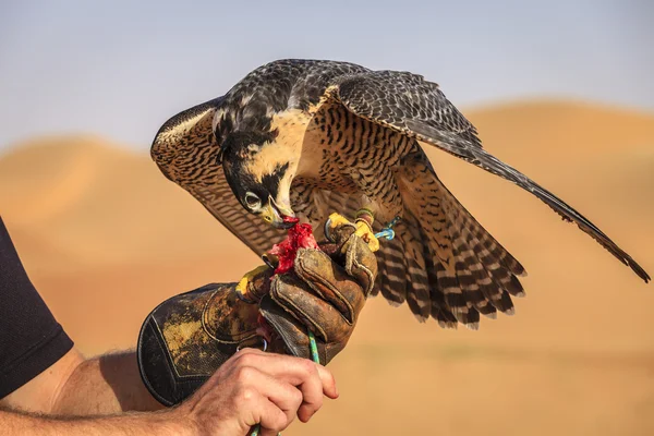 Treinamento de Peregrine Falcon — Fotografia de Stock