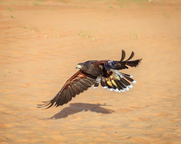 Harrisfalke fliegt über Dünen — Stockfoto