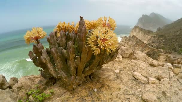 Oman coastline near Salalah — Stock Video