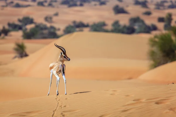 Arabisk gasell i öknen — Stockfoto