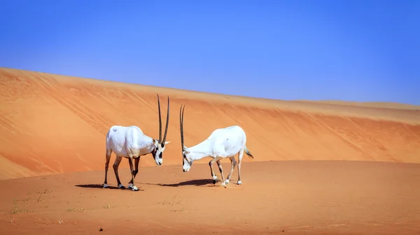 Oryxes eller Arabian antiloper — Stockfoto