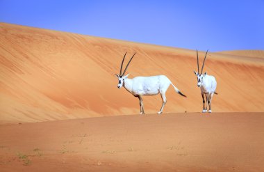 Oryxes veya Arap antilop 