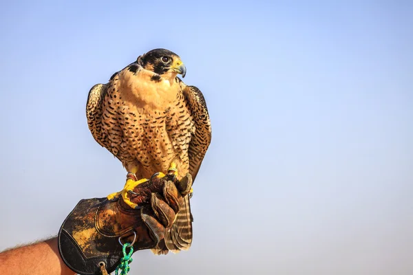 Peregrine Falcon na luva de um treinador — Fotografia de Stock