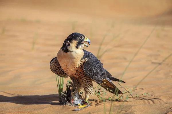 Falco pellegrino con la sua preda in un deserto — Foto Stock