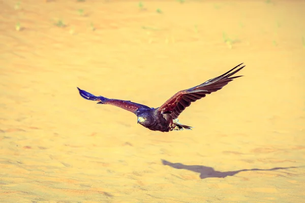 Harris Hawk flying — Stock Photo, Image