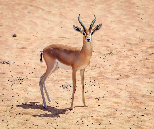 Arabian Gazelle in Desert — Stock Photo, Image