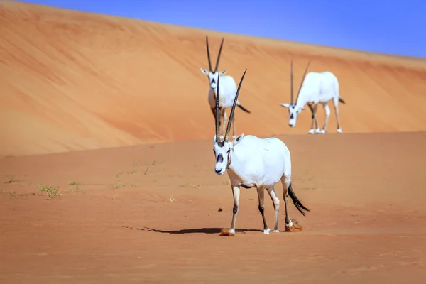 Arabian antelopes in Desert — Stock Photo, Image