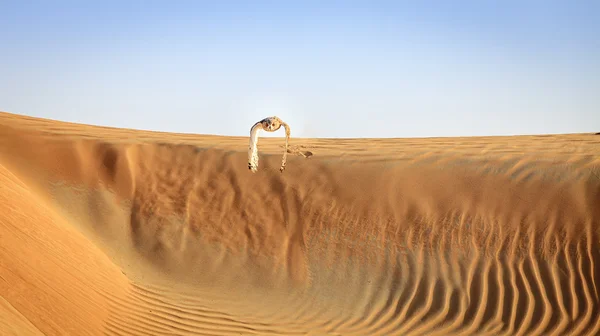 Coruja da Águia do Deserto — Fotografia de Stock