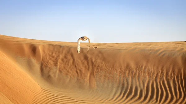 Desert Eagle Owl — Stock fotografie