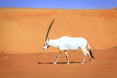 Arap Oryx görünümü 