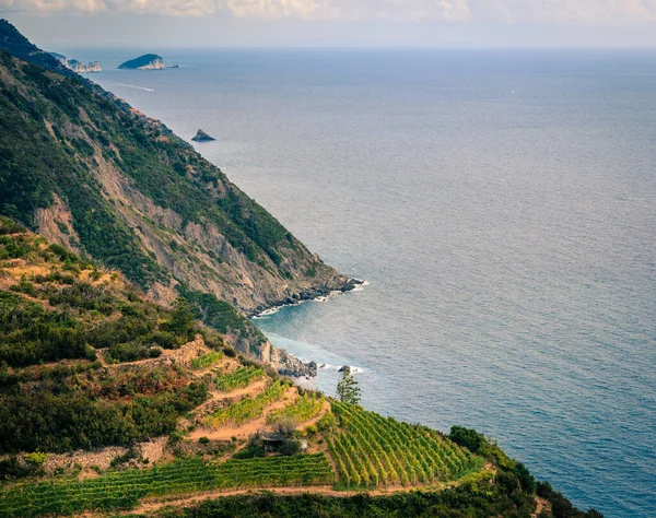 Champs Terrasses Bord Côte Méditerranéenne Parc National Des Cinque Terre — Photo