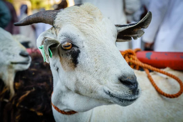 阿曼尼兹瓦山羊市场上一只山羊的特写 — 图库照片
