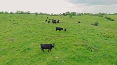 Kentucky 'deki bir çiftlikteki inek sürüsünün hava manzarası.