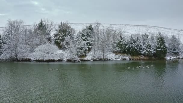 Φρέσκο Χιόνι Στις Όχθες Μιας Μικρής Λίμνης Στο Κεντρικό Κεντάκι — Αρχείο Βίντεο