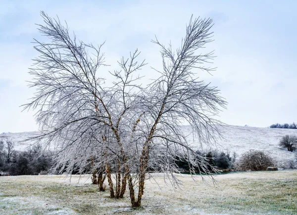 Stromy Pokryté Ledem Ledové Bouři Středním Kentucky — Stock fotografie