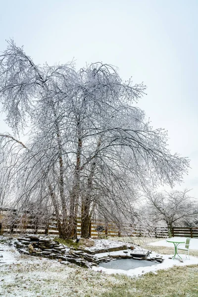 켄터키 시골에 얼어붙은 얼음덮인 자작나무 — 스톡 사진