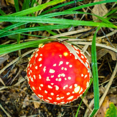 Amanita 'nın Rus ormanındaki tepeden tırnağa mantar kaplaması.