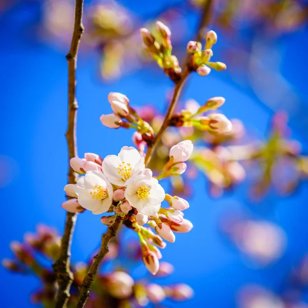 Erste Blüten Des Yoshino Kirschbaums Frühling — Stockfoto