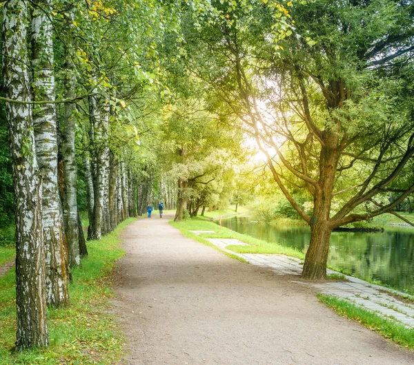 Vicolo Rivestito Betulla Parco Mosca Russia All Inizio Dell Autunno — Foto Stock