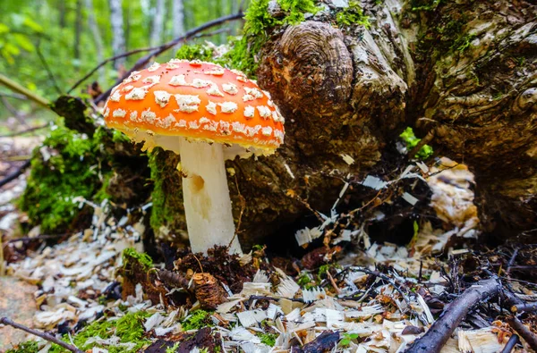 Close Image Amanita Mushroom Forest Russia — Stock Photo, Image