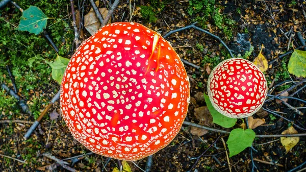 Top View Amanita Mushroom Cap Russian Forest — Stock Photo, Image