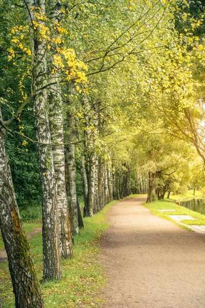 Birch Sonbaharın Başlarında Rusya Moskova Bir Parkta Sıra Sıra Olmuştu — Stok fotoğraf