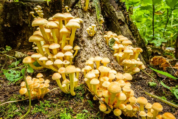 Close View Cluster Mushrooms Base Tree Trunk — Stock Photo, Image