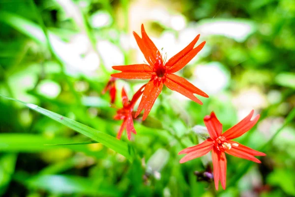 Close Image Blooming Fire Pink Flowers Kentucky Forest — Stock Photo, Image