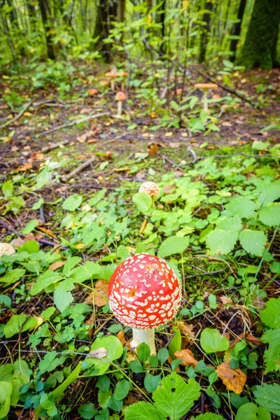 Close Image Amanita Mushroom Forest Russia — Stock Photo, Image