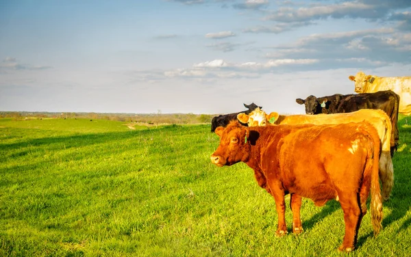 Grupo Vacas Pasto Kentucky Central — Foto de Stock