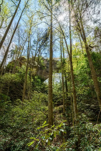 Zicht Grays Arch Van Onderen Red River Gorge Kentucky — Stockfoto