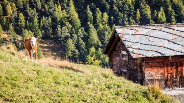 Αγελάδα Βοσκότοπο Ενός Χωριού Στις Ελβετικές Άλπεις — Φωτογραφία Αρχείου