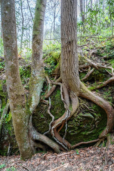 ケンタッキー州のレッドリバー渓谷地質地域の木の根と砂岩の形成 — ストック写真