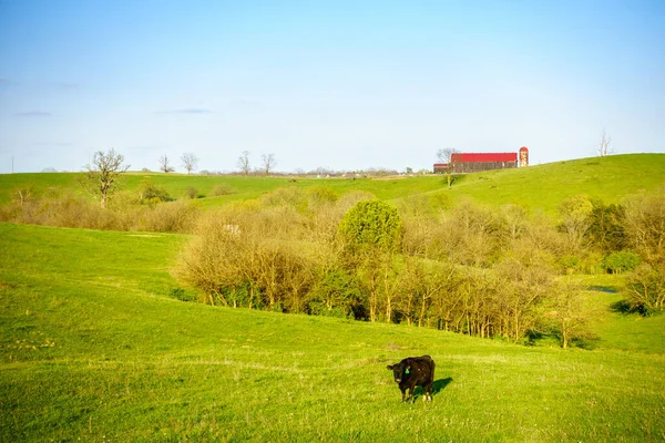 肯塔基州中部牧场上的一头黑牛 — 图库照片