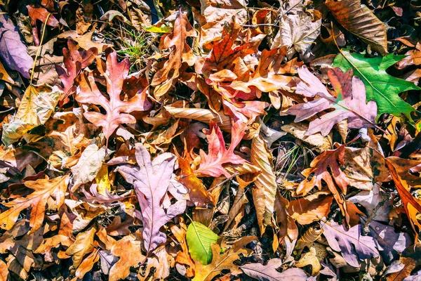 Immagine Ravvicinata Delle Foglie Cadute Terra — Foto Stock