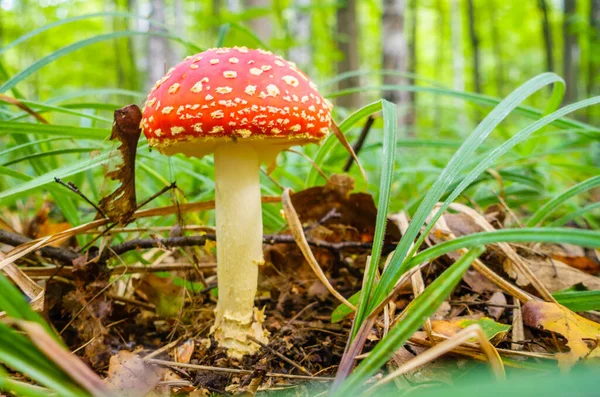 Close Image Amanita Mushroom Forest Russia — Stock Photo, Image