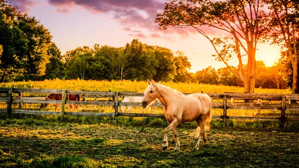 Palomino hästar — Stockfoto