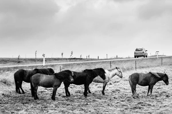 Pony islandesi — Foto Stock